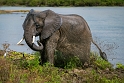 Tanzania, Selous Game Reserve (3)