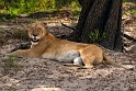 Tanzania, Selous Game Reserve (6)