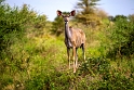 Tanzania, Selous Game Reserve (9)