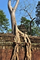 Ta Prohm (2)