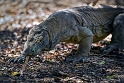 Komodo National Park (3)