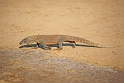 Komodo National Park (4)