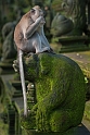 Bali, Ubud Monkey Forest (3)