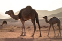 Wadi Rum