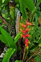 Kinabalu National Park (3)