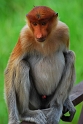 Labuk Bay Proboscis Monkey Sanctuary (3)