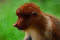 Labuk Bay Proboscis Monkey Sanctuary - sanktuarium nosaczy, gdzie można zobaczyć gatunek małp endemicznych występujących jedynie na Borneo