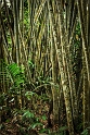 Kinabalu National Park (2)