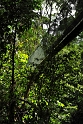 Kinabalu National Park - canopy walking