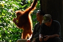 Sepilok Orang Utan Sanctuary