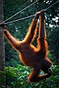 Sepilok Orang Utan Sanctuary (2)