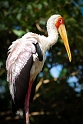 Kuala Lumpur, Bird Park (2)