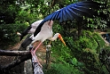 Kuala Lumpur, Bird Park (6)