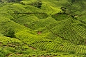 Cameron Highlands - dziennie zbiera się tu około kilkuset kilogramów liści herbaty, które przetwarza sie na markowy produkt Boh Tea