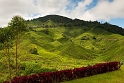 Cameron Highlands - górski region Malezji 