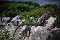 Tulum - iguana