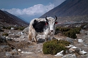 Jak napotkany na trasie Dingboche - Chukhung