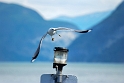 Nærøyfjord
