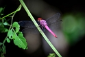 Amazonia, Rezerwat Narodowy Tambopata (2)