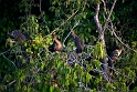 Amazonia, Rezerwat Narodowy Tambopata (10)