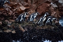 Islas Ballestas, pingwiny Humboldta