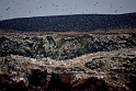 Islas Ballestas (2)