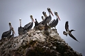 Islas Ballestas, pelikany