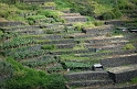 La Gomera - tarasowe pola uprawne