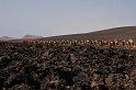 Lanzarote, Montanas del Fuego - Servicio de Camelo