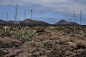 Lanzarote, okolice Parku Timanfaya (2)