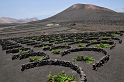 Lanzarote, La Geria (2)