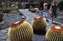 Lanzarote, Jardin de Cactus - kaktusowe grządki Césara Manrique