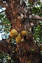 Doi Inthanon - owoce jackfruit