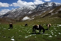 Langmusi Horse Trekking - umieramy w siodle, czujemy jak w pachwinach rozrywają się nam szlachetne dupska