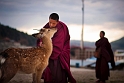 Langmusi, Kerti Gompa (4)